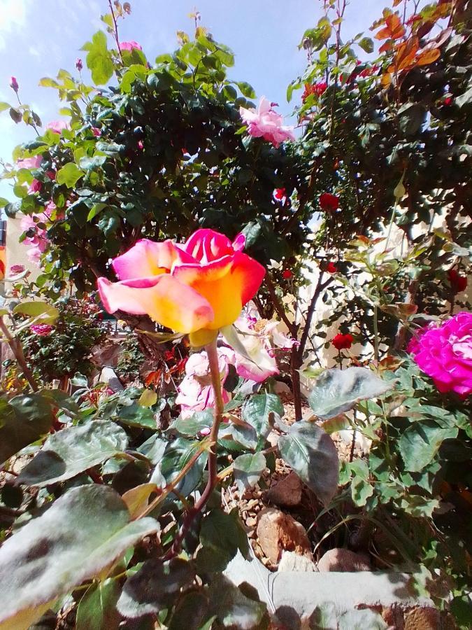 Las/rosas Apartment Orgaz
